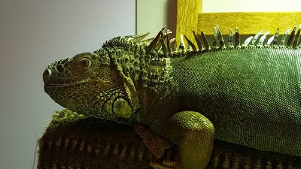 iguana