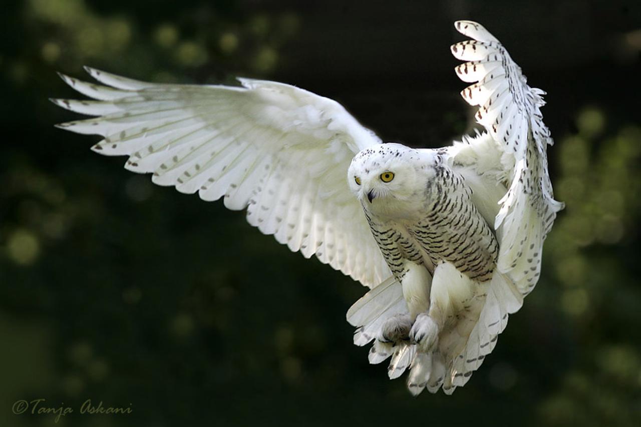 Snowie Owl