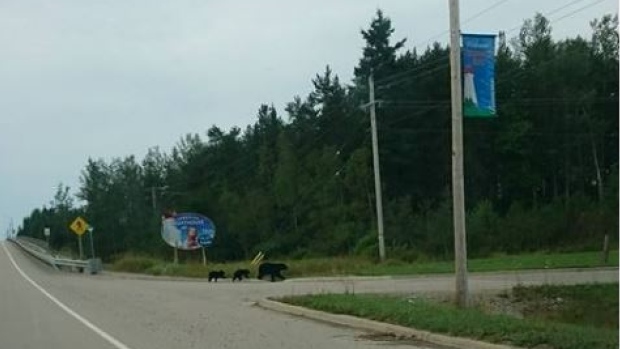 black-bears-en-route-to-restaurant