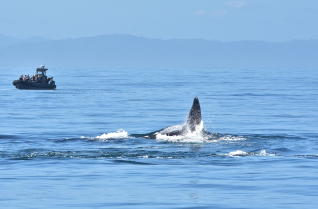 humpbacks-v-bigg-s-killer-whales-v-steller-sea-lion-humpback-1