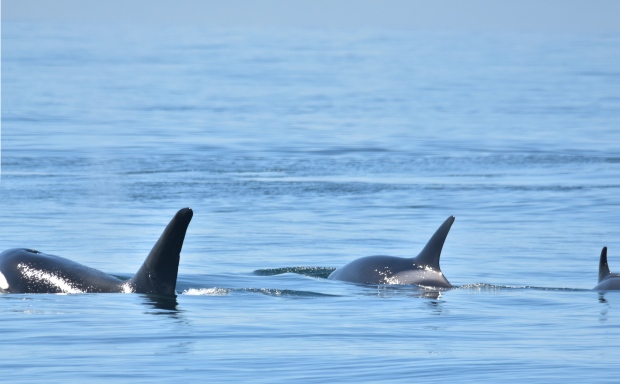 humpbacks-v-bigg-s-killer-whales-v-steller-sea-lion-humpback