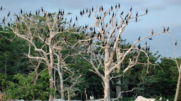 wdr-cormorants-in-trees