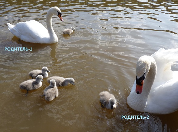 parent-1-parent-2-swans