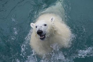 polar-bears-return-to-toronto-zoo2