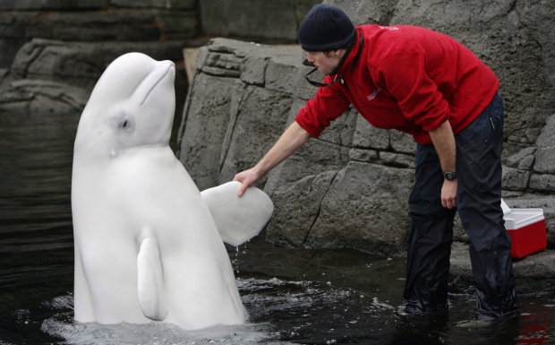 beluga-whale-vancouver