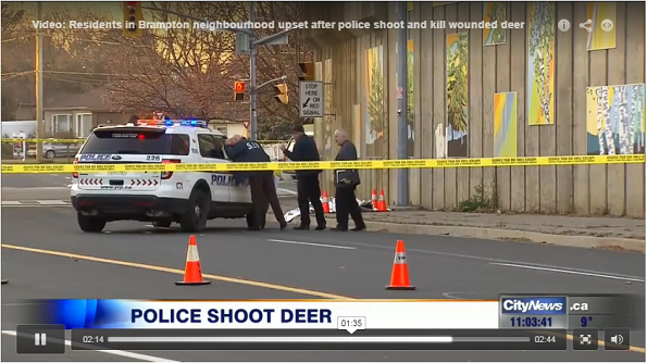police-shot-deer