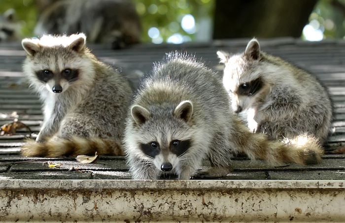 This has been one of the worst years ever for raccoon distemper in Toronto. RACCOONS - 08/05/09 -  TORONTO - FILE PIX A family of young raccoons on a garage in the Queen St. E and Pape Ave. area, - JIM RANKIN/TORONTO STAR Uploaded by: willoughby, serena