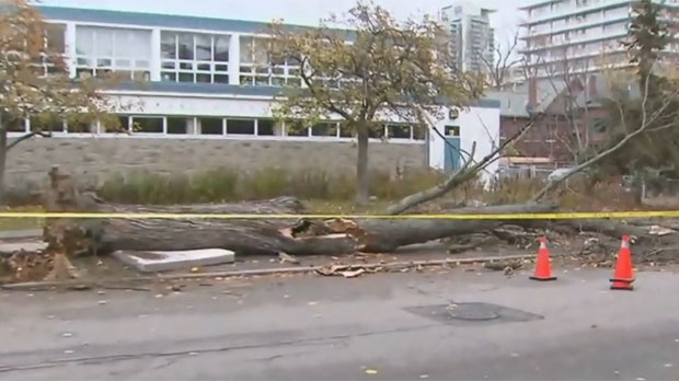 tree-down-toronto