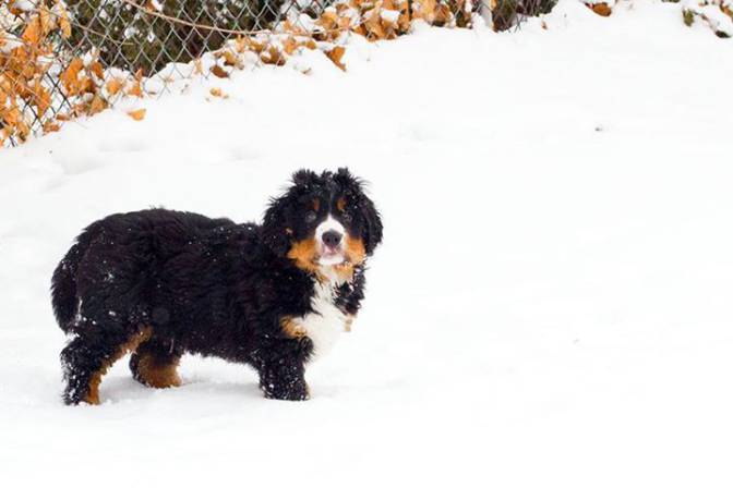 bernese-dog