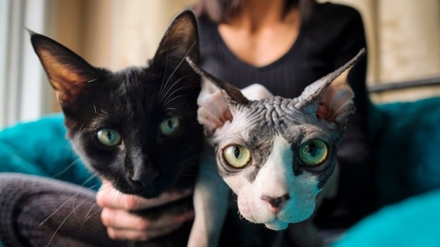 hairless-cat-nov-24