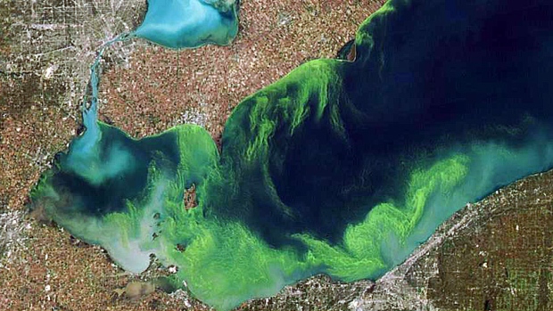 hi-wdr-blue-green-algae