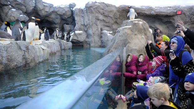 calgary-zoo-penguins