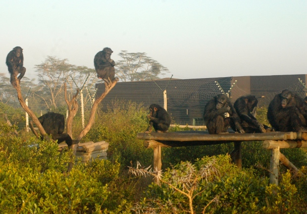 sweetwaters-chimpanzee-sanctuary