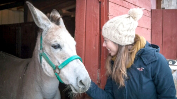 Zonkey