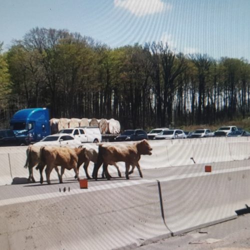 КОРОВЫ ПРИНЯЛИ УЧАСТИЕ В ДВИЖЕНИИ ПО HWY 400