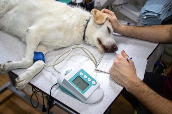 ВЛАДЕЛЬЦЫ ДОМАШНИХ ЖИВОТНЫХ В КАНАДЕ ИЗБЕГАЮТ ВИЗИТОВ К ВЕТЕРИНАРУ 