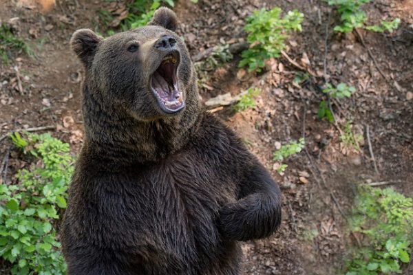 В БРИТАНСКОЙ КОЛУМБИИ МЕДВЕДЬ ГРИЗЛИ НАПАЛ НА ТУРИСТОВ 
