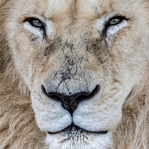 ЛЮБИМЦА ЗООПАРКА ТОРОНТО ПРИШЛОСЬ УСЫПИТЬ  