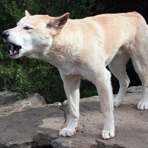 КАНАДКУ НАШЛИ МЕРТВОЙ НА АВСТРАЛИЙСКОМ ПЛЯЖЕ 