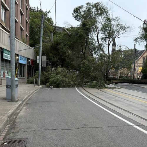 В ТОРОНТО УПАЛО ДЕРЕВО